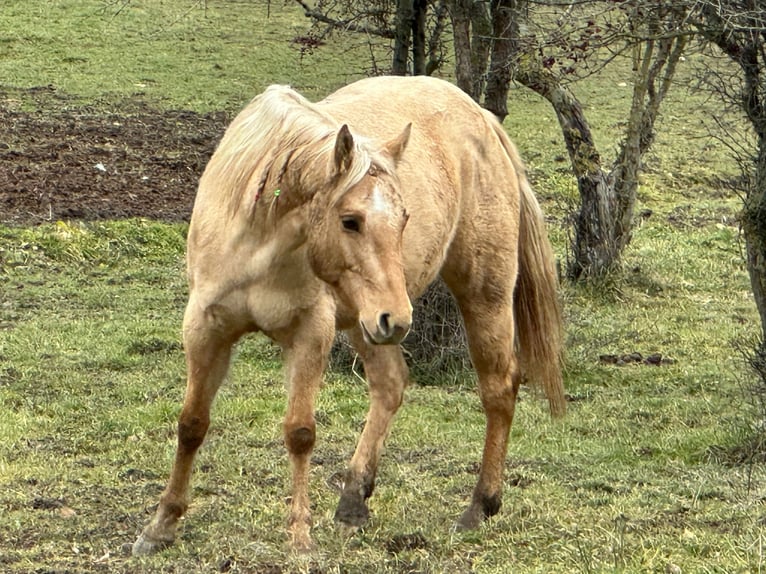 American Quarter Horse Merrie 5 Jaar 148 cm Dunalino in OPI