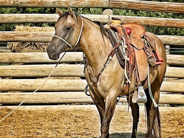 American Quarter Horse Merrie 5 Jaar 148 cm Dunalino in ASTI