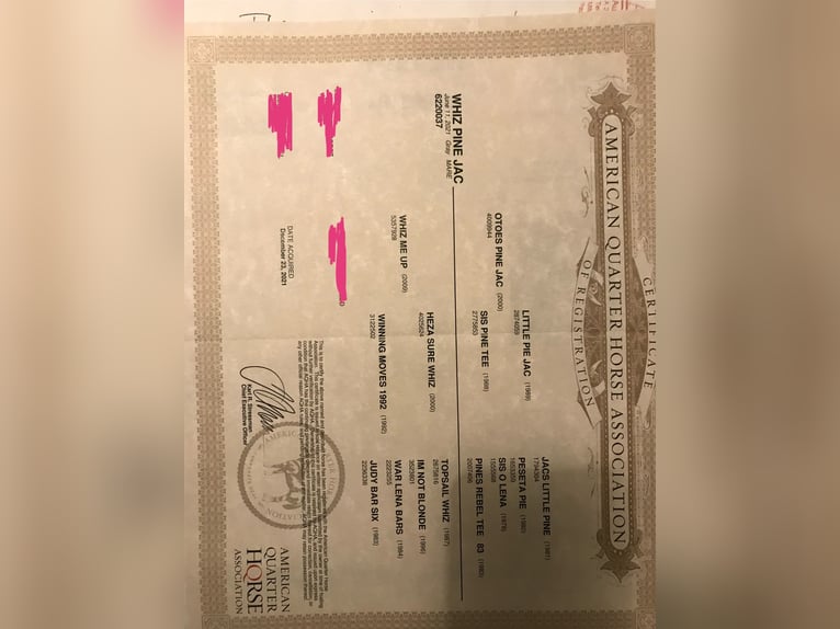 American Quarter Horse Merrie 5 Jaar 148 cm Schimmel in Fürstenfeld