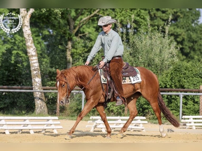 American Quarter Horse Merrie 5 Jaar 148 cm Vos in Hürtgenwald