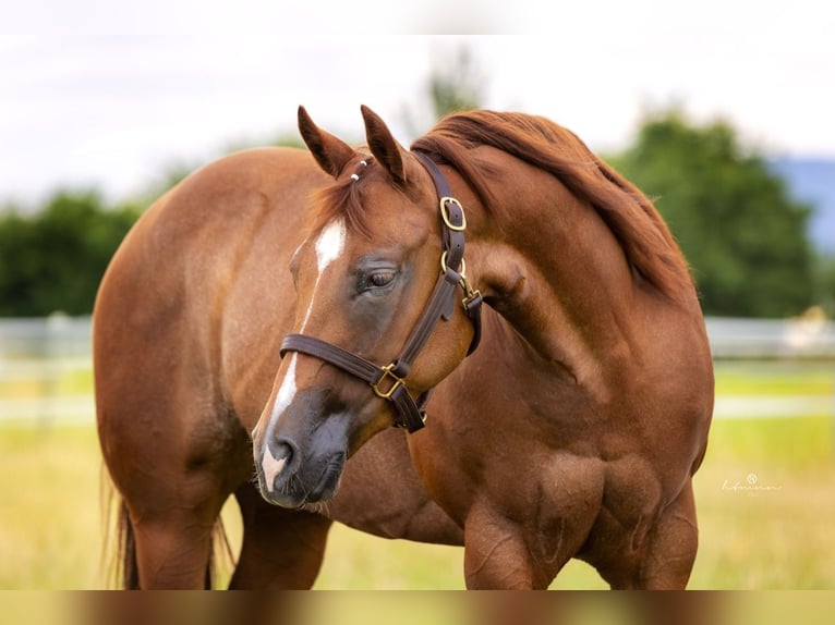 American Quarter Horse Merrie 5 Jaar 148 cm Vos in Duingen