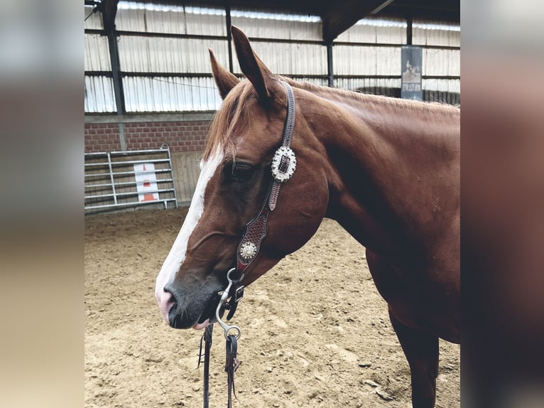 American Quarter Horse Merrie 5 Jaar 148 cm Vos in Rhede