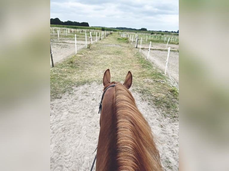 American Quarter Horse Merrie 5 Jaar 148 cm Vos in Rhede