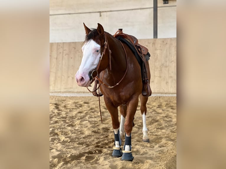 American Quarter Horse Merrie 5 Jaar 149 cm Donkere-vos in K&#xFC;rten