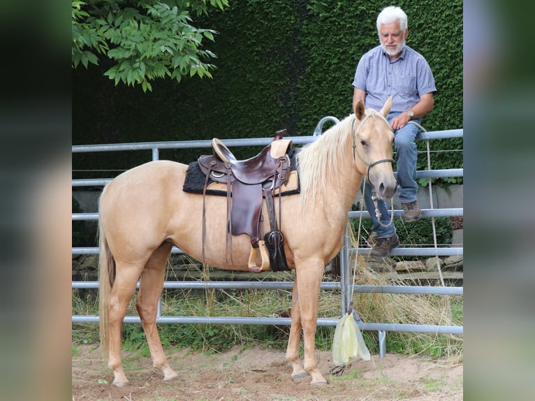 American Quarter Horse Merrie 5 Jaar 149 cm Palomino in M&#xFC;glitztal