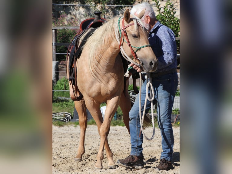 American Quarter Horse Merrie 5 Jaar 149 cm Palomino in M&#xFC;glitztal