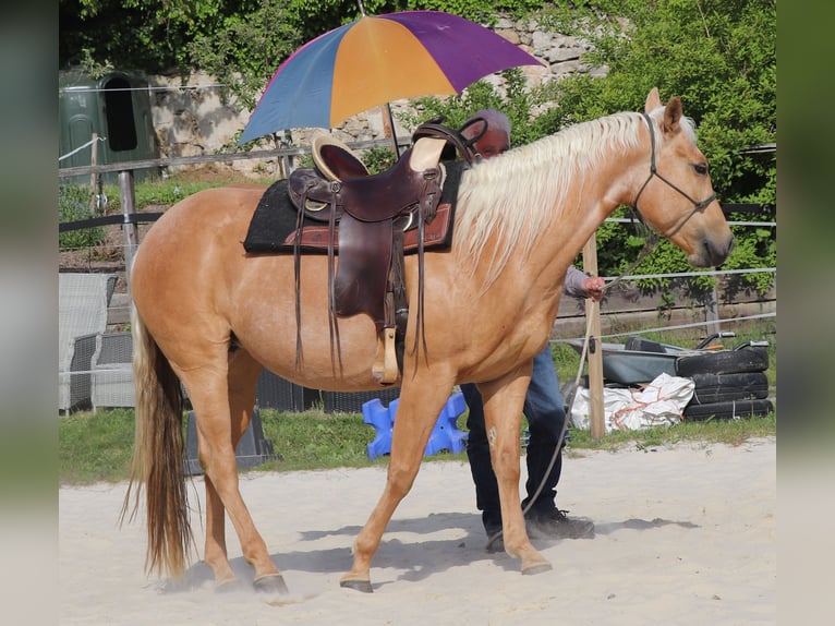 American Quarter Horse Merrie 5 Jaar 149 cm Palomino in M&#xFC;glitztal