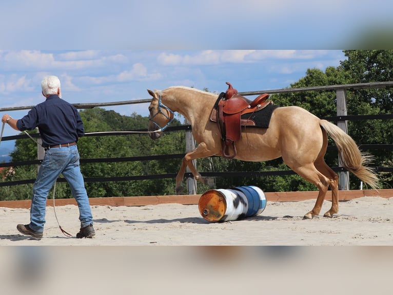 American Quarter Horse Merrie 5 Jaar 149 cm Palomino in M&#xFC;glitztal