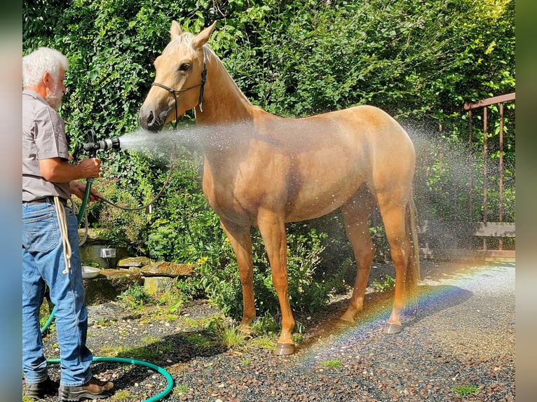 American Quarter Horse Merrie 5 Jaar 149 cm Palomino in M&#xFC;glitztal
