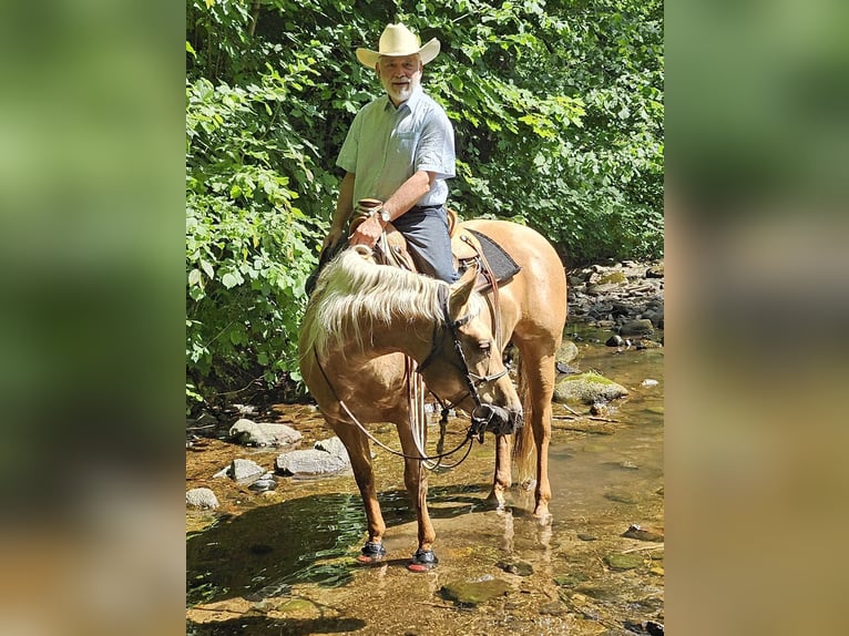 American Quarter Horse Merrie 5 Jaar 149 cm Palomino in M&#xFC;glitztal