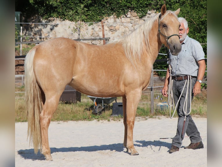 American Quarter Horse Merrie 5 Jaar 149 cm Palomino in M&#xFC;glitztal