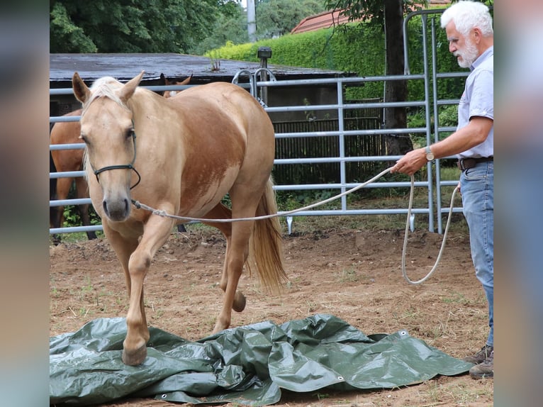 American Quarter Horse Merrie 5 Jaar 149 cm Palomino in M&#xFC;glitztal