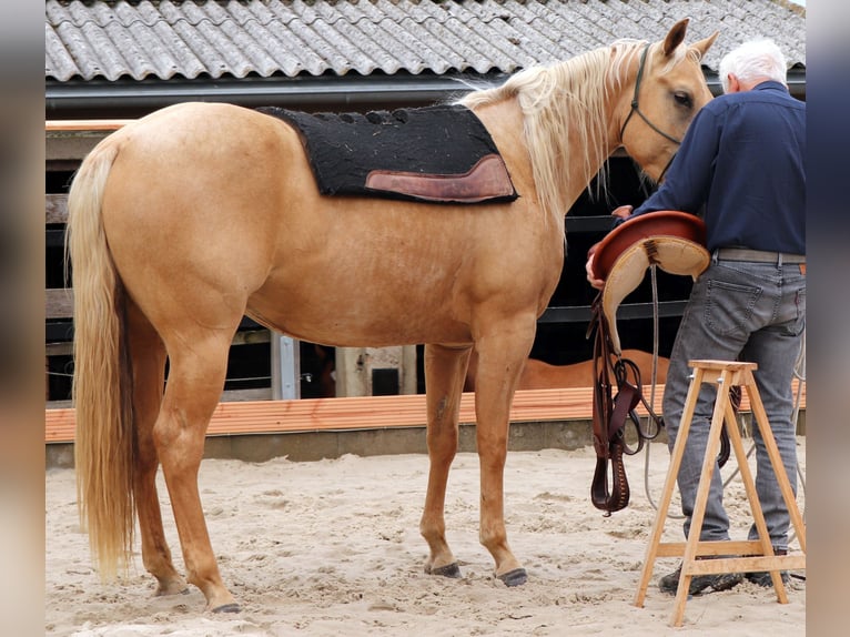 American Quarter Horse Merrie 5 Jaar 149 cm Palomino in M&#xFC;glitztal