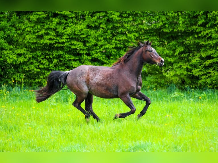 American Quarter Horse Merrie 5 Jaar 149 cm Roan-Bay in Waldshut-Tiengen