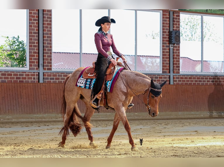 American Quarter Horse Merrie 5 Jaar 149 cm Roan-Red in Waldbröl