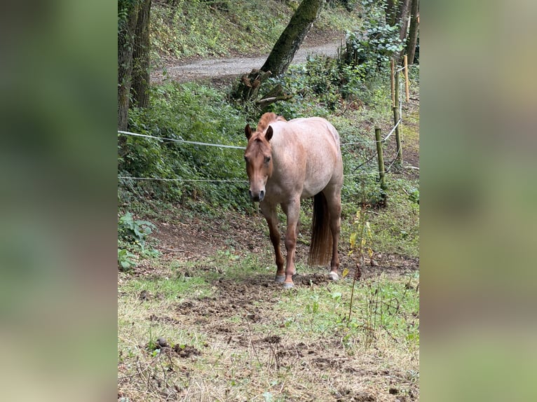 American Quarter Horse Merrie 5 Jaar 149 cm Roan-Red in Waldbröl