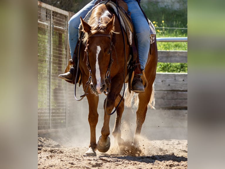 American Quarter Horse Merrie 5 Jaar 149 cm Vos in Ehingen