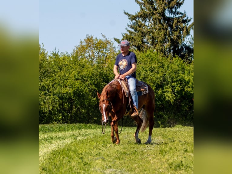 American Quarter Horse Merrie 5 Jaar 149 cm Vos in Ehingen
