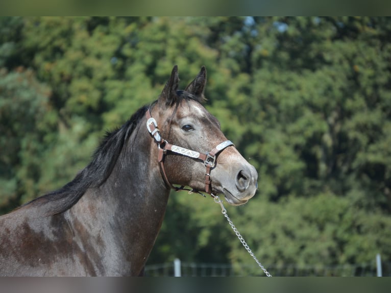 American Quarter Horse Merrie 5 Jaar 150 cm Appelschimmel in Wusterhausen (Dosse)