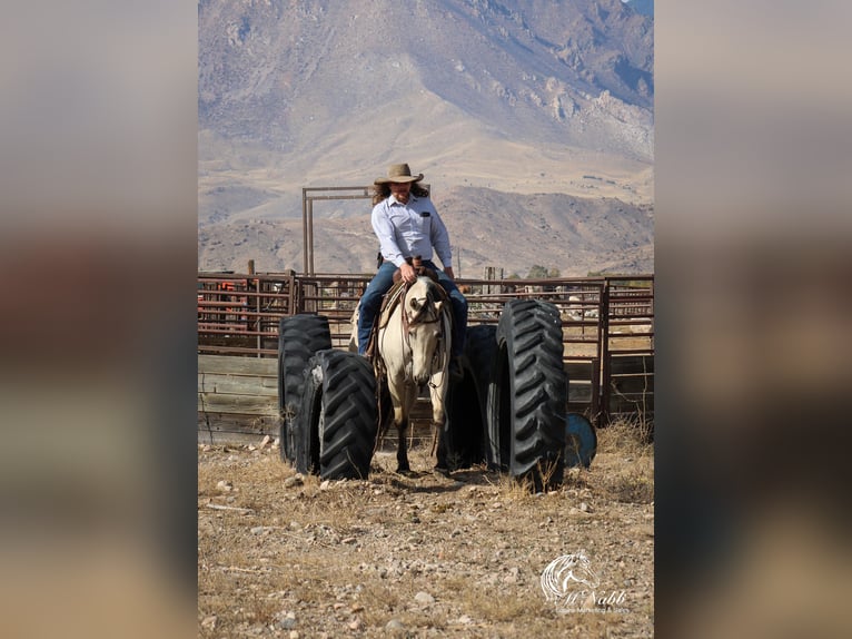 American Quarter Horse Merrie 5 Jaar 150 cm Buckskin in Cody