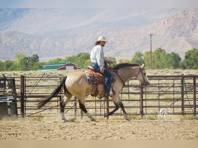 American Quarter Horse Merrie 5 Jaar 150 cm Buckskin in Cody, WY