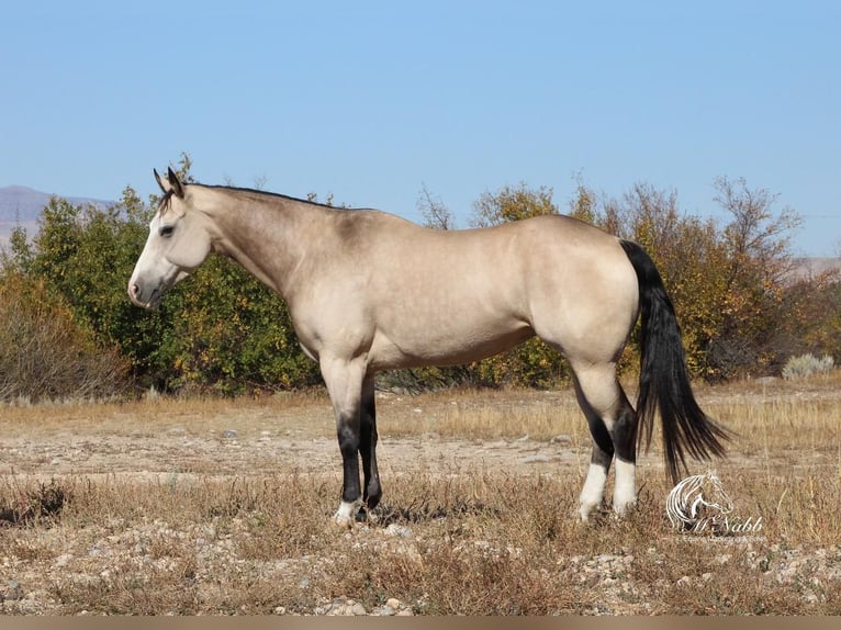 American Quarter Horse Merrie 5 Jaar 150 cm Buckskin in Cody, WY