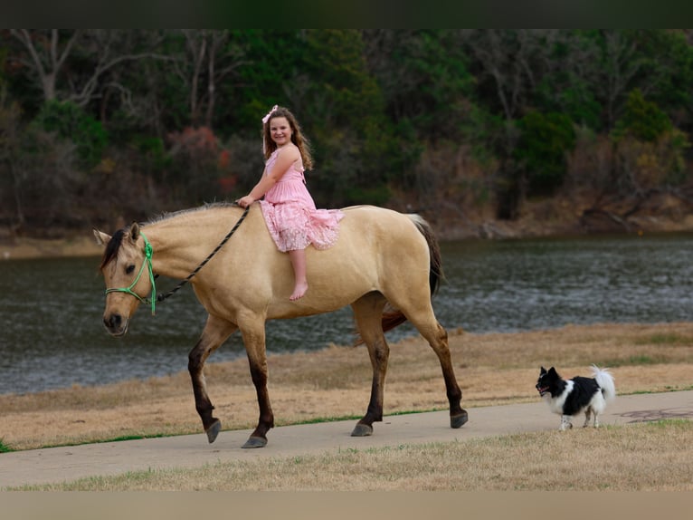 American Quarter Horse Merrie 5 Jaar 150 cm Buckskin in Forney