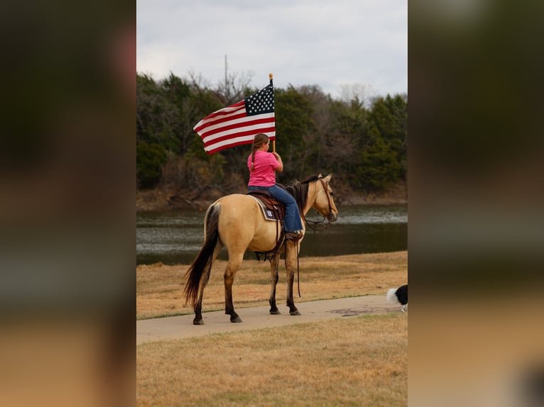 American Quarter Horse Merrie 5 Jaar 150 cm Buckskin in Forney