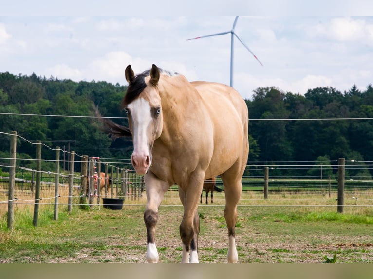 American Quarter Horse Merrie 5 Jaar 150 cm Buckskin in Thierhaupten