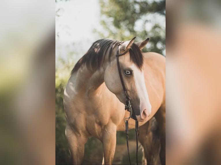 American Quarter Horse Merrie 5 Jaar 150 cm Buckskin in Thierhaupten