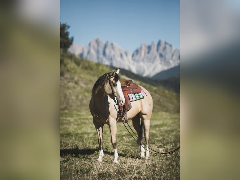 American Quarter Horse Merrie 5 Jaar 150 cm Buckskin in Thierhaupten