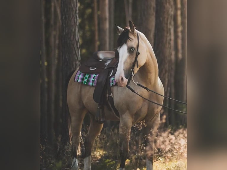 American Quarter Horse Merrie 5 Jaar 150 cm Buckskin in Thierhaupten