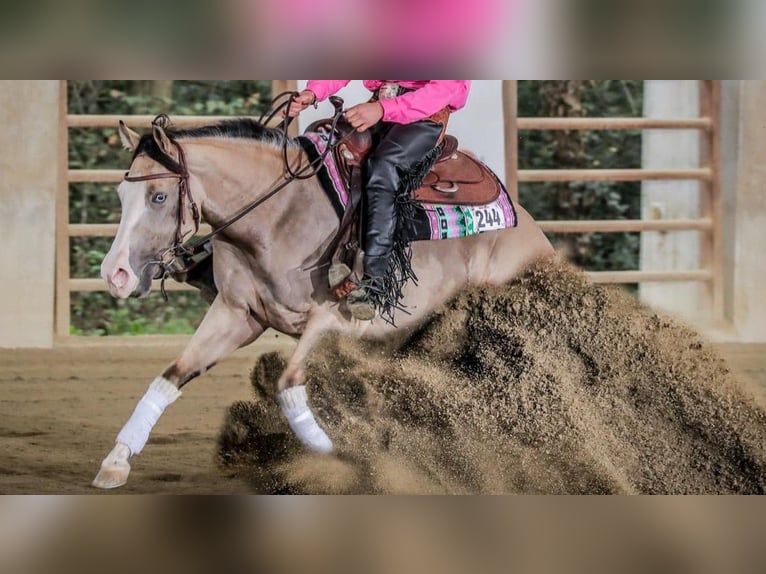 American Quarter Horse Merrie 5 Jaar 150 cm Buckskin in Thierhaupten