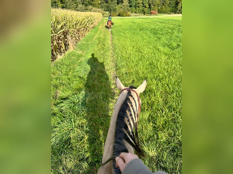 American Quarter Horse Merrie 5 Jaar 150 cm Buckskin in Thierhaupten