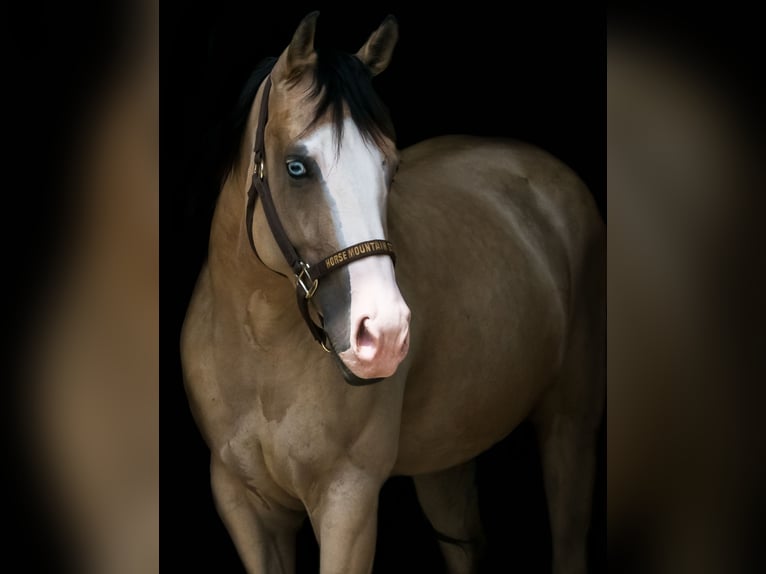 American Quarter Horse Merrie 5 Jaar 150 cm Buckskin in Thierhaupten