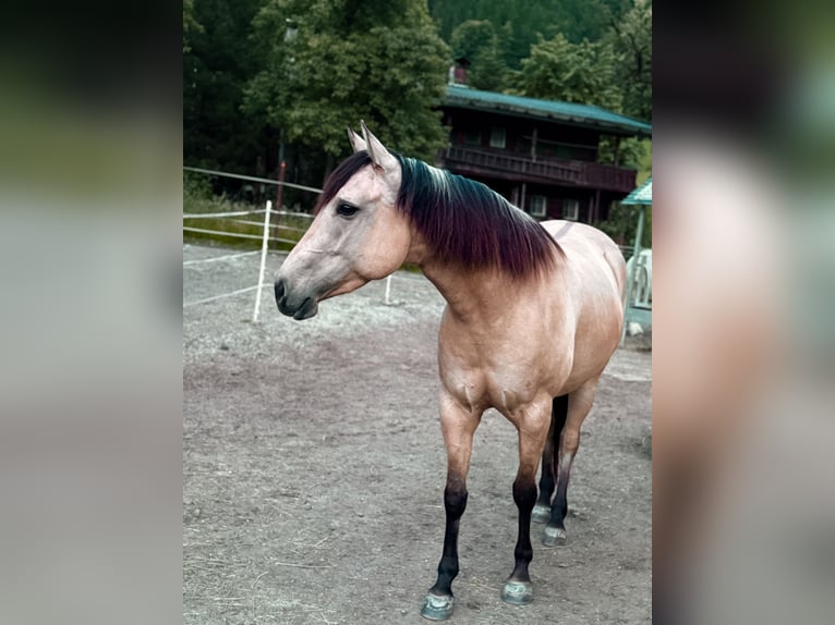 American Quarter Horse Merrie 5 Jaar 150 cm Buckskin in Großvolderberg