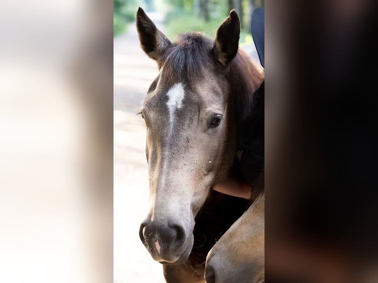 American Quarter Horse Merrie 5 Jaar 150 cm Buckskin in Hitzhofen