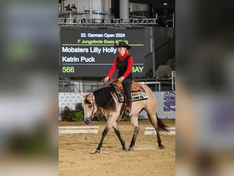 American Quarter Horse Merrie 5 Jaar 150 cm Buckskin in Buchenberg