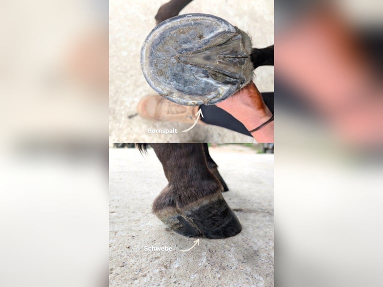 American Quarter Horse Merrie 5 Jaar 150 cm Donkerbruin in Hückelhoven