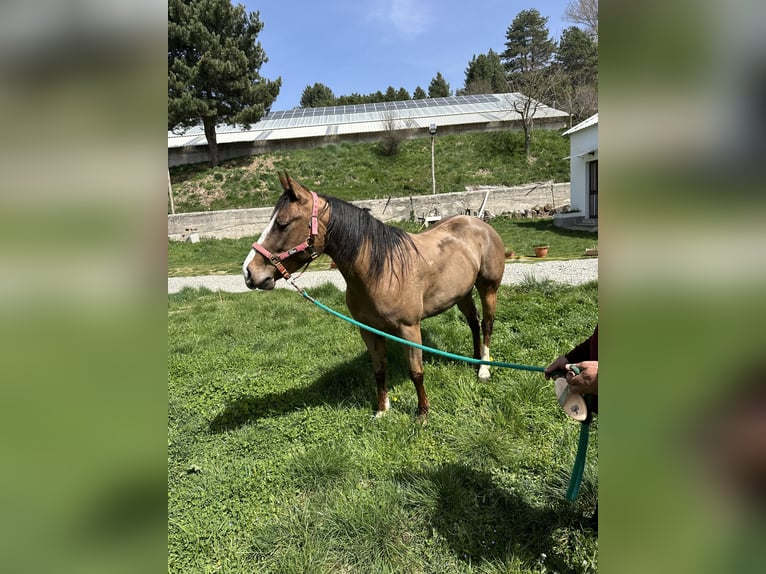 American Quarter Horse Merrie 5 Jaar 150 cm Donkerbruin in Siano