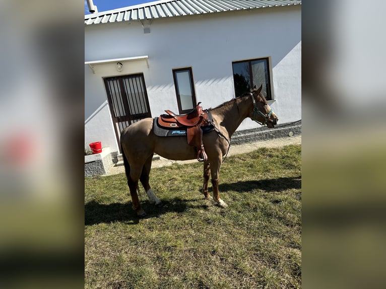 American Quarter Horse Merrie 5 Jaar 150 cm Donkerbruin in Siano