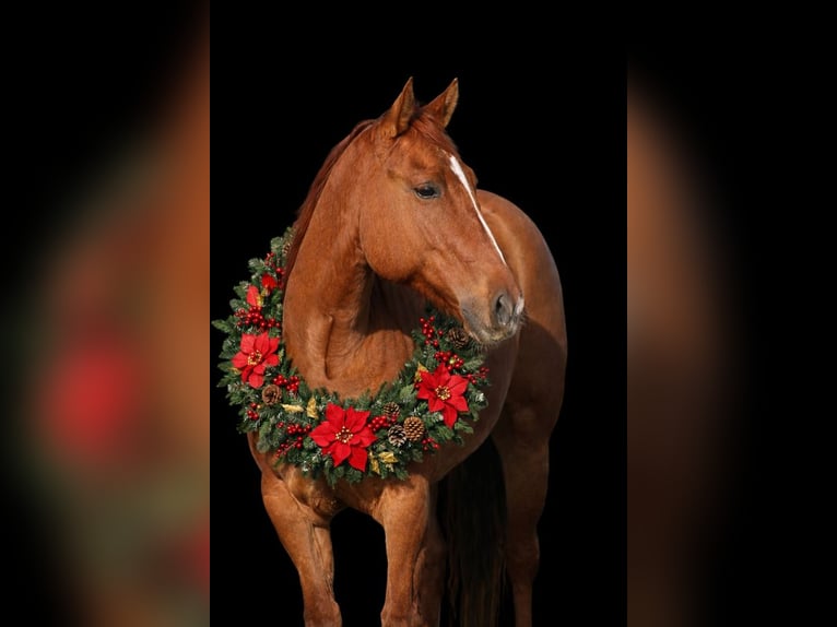 American Quarter Horse Merrie 5 Jaar 150 cm Falbe in Greenville