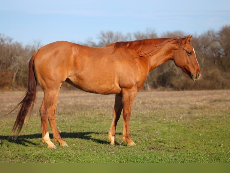 American Quarter Horse Merrie 5 Jaar 150 cm Falbe in Greenville