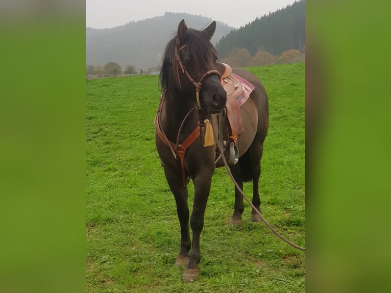 American Quarter Horse Mix Merrie 5 Jaar 150 cm Grullo in Biedenkopf