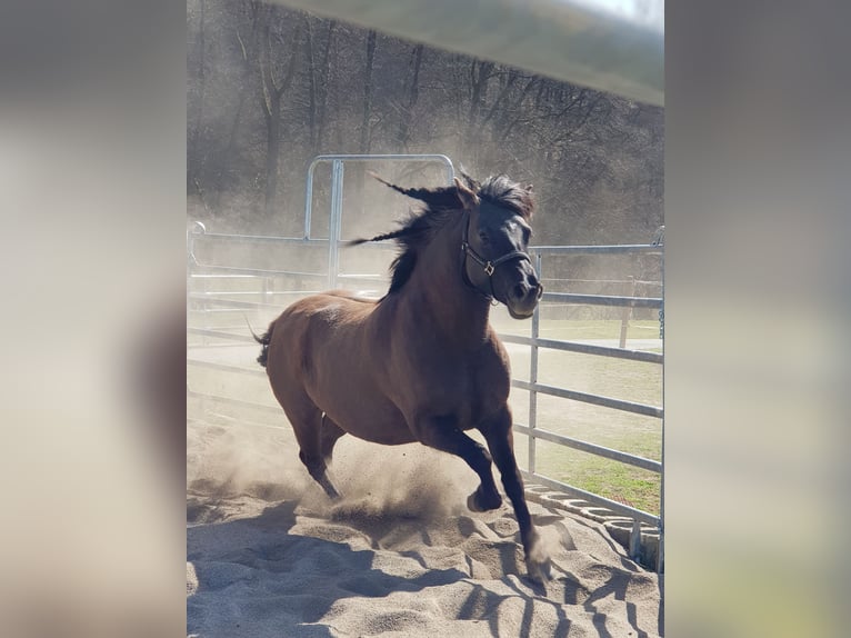 American Quarter Horse Mix Merrie 5 Jaar 150 cm Grullo in Biedenkopf
