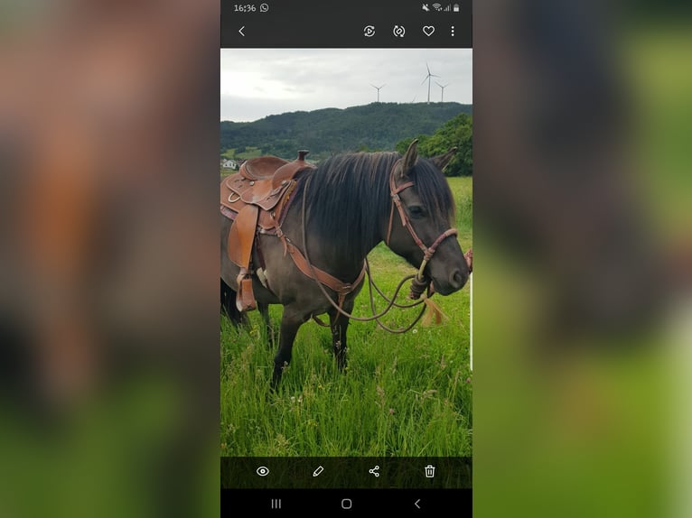 American Quarter Horse Mix Merrie 5 Jaar 150 cm Grullo in Biedenkopf