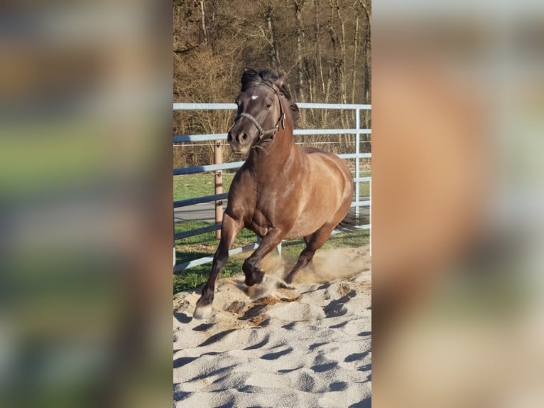 American Quarter Horse Mix Merrie 5 Jaar 150 cm Grullo in Biedenkopf