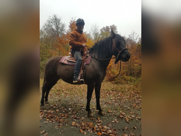 American Quarter Horse Mix Merrie 5 Jaar 150 cm Grullo in Biedenkopf
