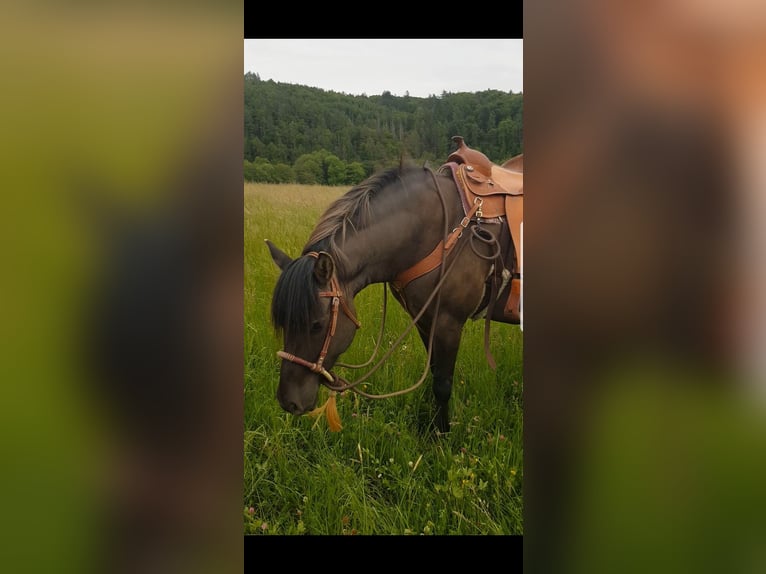 American Quarter Horse Mix Merrie 5 Jaar 150 cm Grullo in Biedenkopf