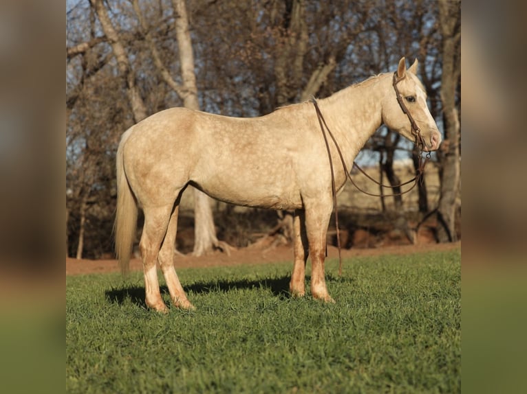 American Quarter Horse Merrie 5 Jaar 150 cm Palomino in Elgin